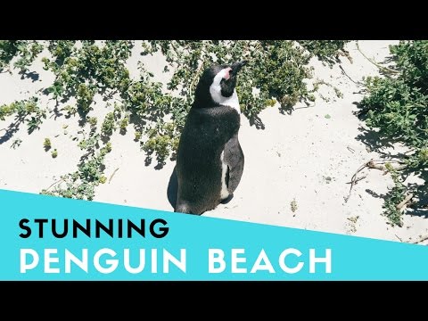 Penguin Beach - Stunning Boulders Beach - Discover Cape Town #3 | GAY COUPLE